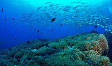 Scuba Diving And Snorkeling Tour