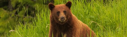 Whistler Bear Viewing Tours