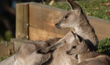 Kangaroo Sanctuary