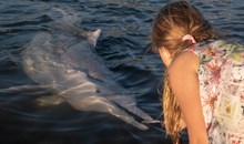 Tin Can Bay Dolphin Feeding