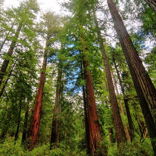 The Best Travel Guide to Arnold, California