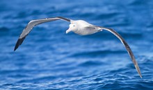 Dunedin's Royal Albatross Colony