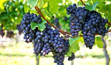Icicle Ridge Winery