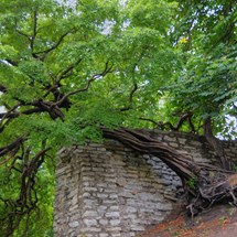 Danish King's Garden