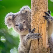 Hamilton Island Wild Life Park
