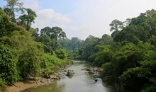 Borneo Jungle