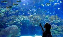 Planet Ocean World