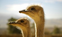 Curaçao Ostrich Farm