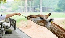 Naples Zoo at Caribbean Gardens