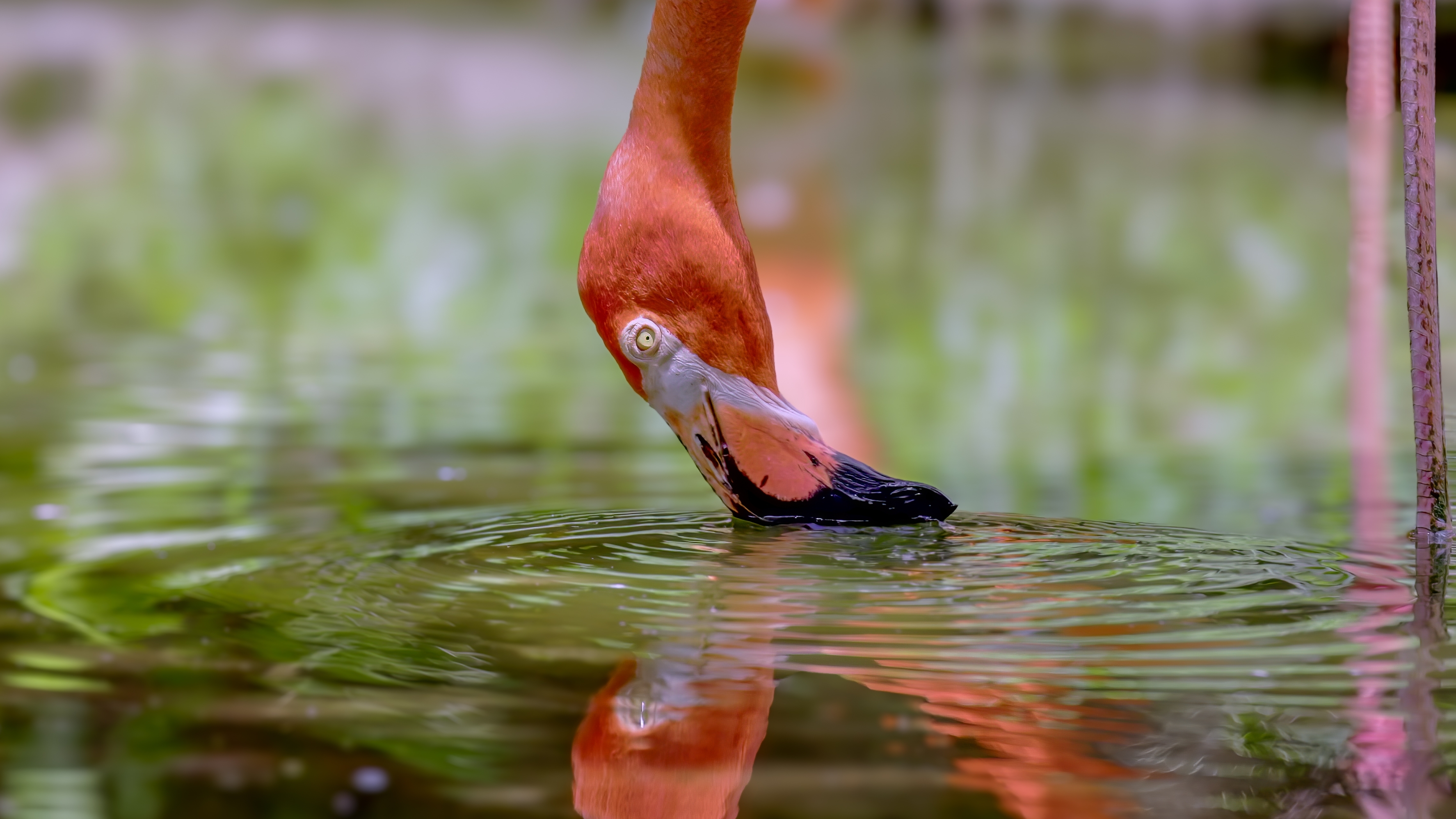 a close up shot of an american flamingo