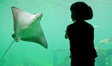 Sea Life Aquarium