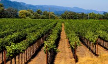 Wine Tasting