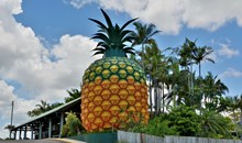 The Big Pineapple