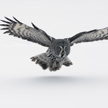 The Great Grey Owl, Pajala