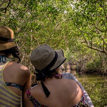 La Boquilla and the Mangroves