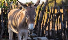 Donkey Sanctuary