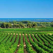 The vineyard of Hérault Méditerranée