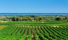 The vineyard of Hérault Méditerranée