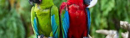 Bali Bird Park