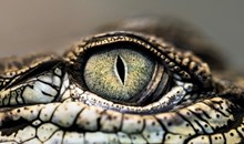 Koorana Crocodile Farm