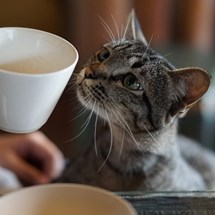 Regal Cat Cafe