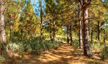 Arnold Rim Trail