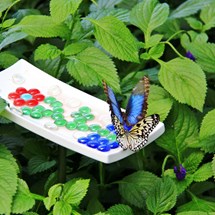 Butterfly Conservatory