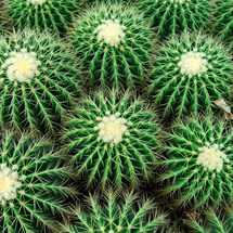 Wirikuta Cactus Garden