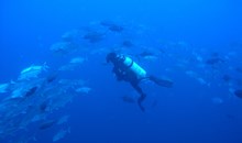 Sea Experience
