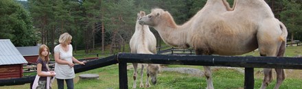 Junsele Zoo