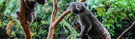 Blackbutt Nature Reserve