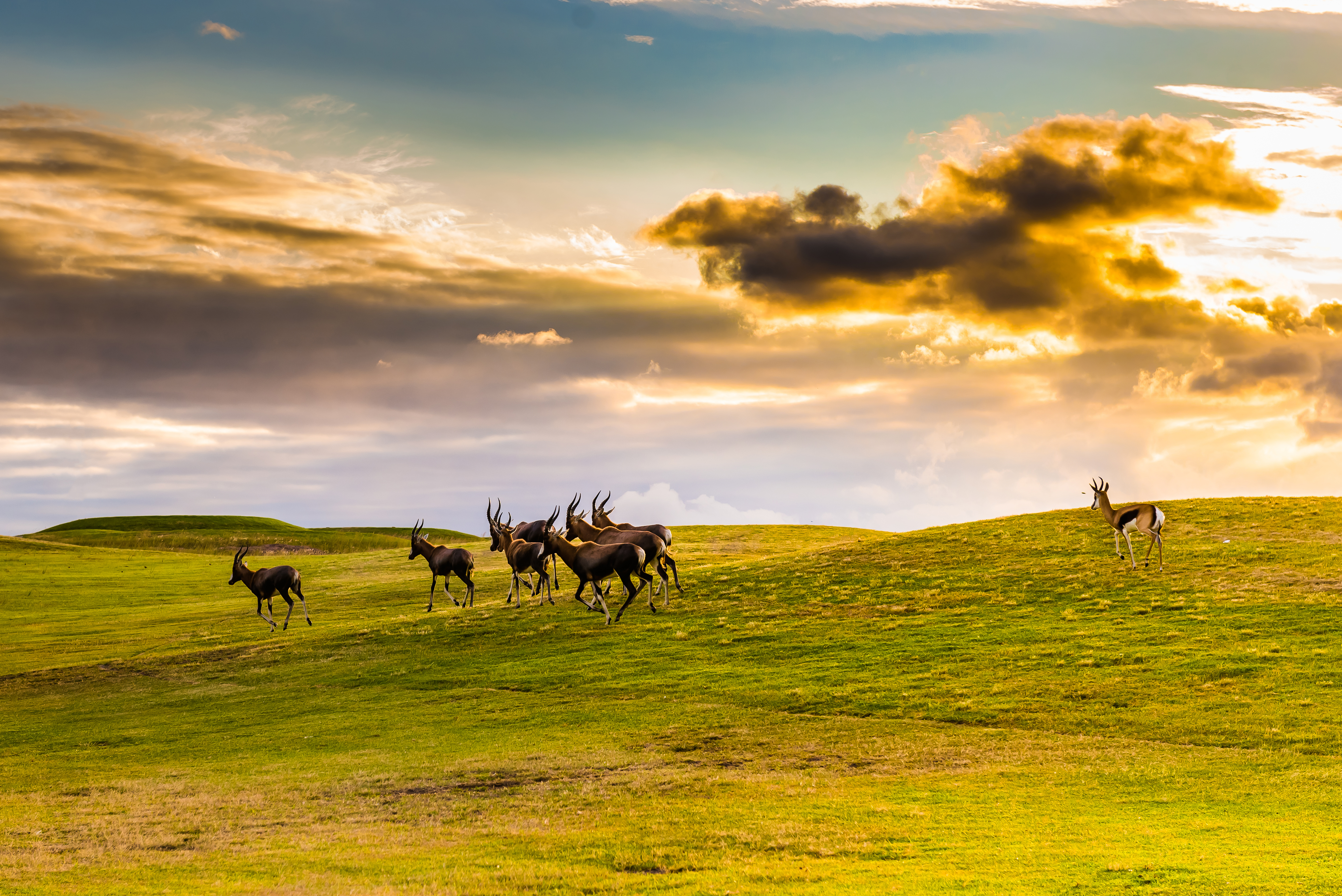 Antelope. South Africa