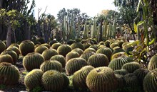 Cactus Thiemann