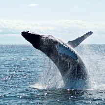 Whale Watching