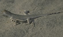 Coachella Valley National Wildlife Refuge