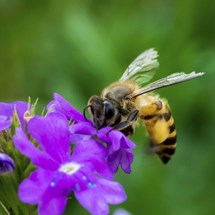 Clayridge Honey