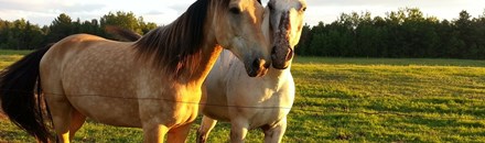 Horseback Riding