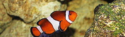 SEA LIFE at Mall of America