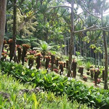 Balata Botanical Gardens