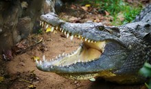 The Madras Crocodile Bank Trust and Centre for Herpetology