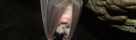Bat Caves
