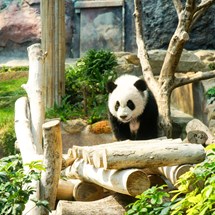 Macau Giant Panda Pavilion