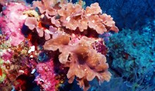 Two Step Snorkeling