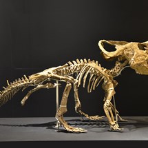 National Museum of Nature and Science