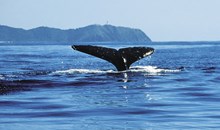Whale Watching