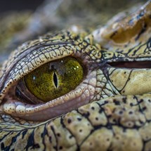 Australia Zoo