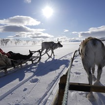 Sleigh ride with reindeer