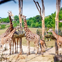 Prague Zoo