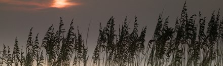 Huntington Beach State Park