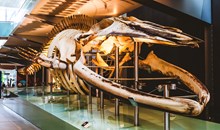 Melbourne Museum